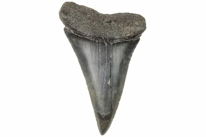 Fossil Broad-Toothed Mako Tooth - South Carolina #204773